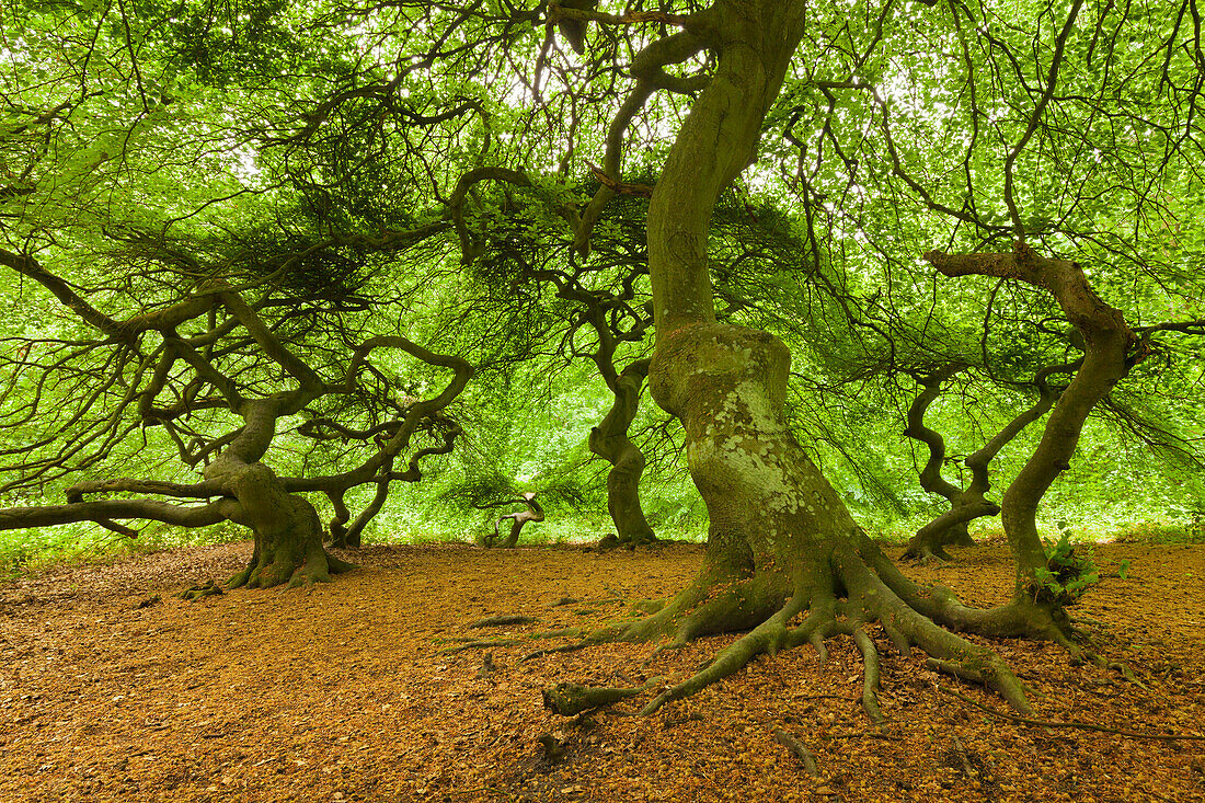 Beeches at Waldpark Semper, Ruegen,  Baltic Sea, Mecklenburg-West Pomerania, Germany