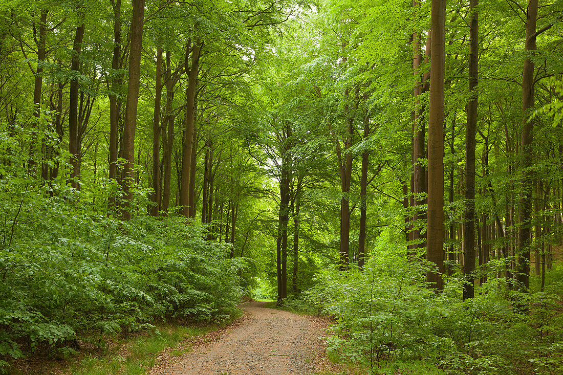 Beech wood above the chalk rocks, Jasmund National Park, Ruegen,  Baltic Sea, Mecklenburg-West Pomerania, Germany