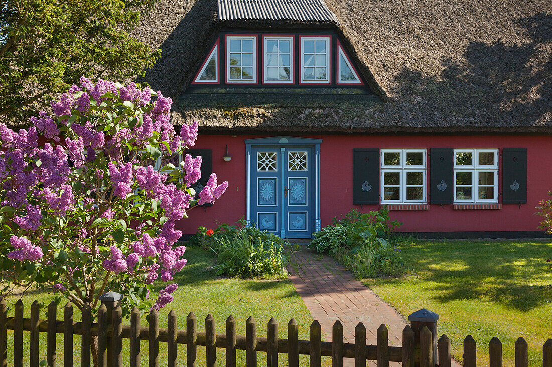 Lilac in front of a house with thatched roof, Wieck am Darss, Baltic Sea, Mecklenburg-West Pomerania, Germany