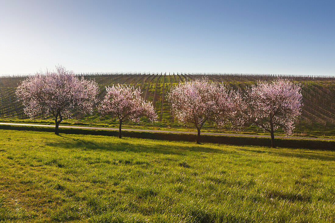 Almond blossom near Siebeldingen, Mandelbluetenweg, Deutsche Weinstrasse (German Wine Road), Pfalz, Rhineland-Palatinate, Germany