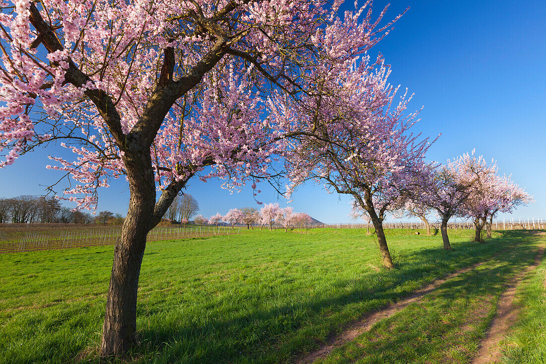 Almond blossom near Siebeldingen, Mandelbluetenweg, Deutsche Weinstrasse (German Wine Road), Pfalz, Rhineland-Palatinate, Germany