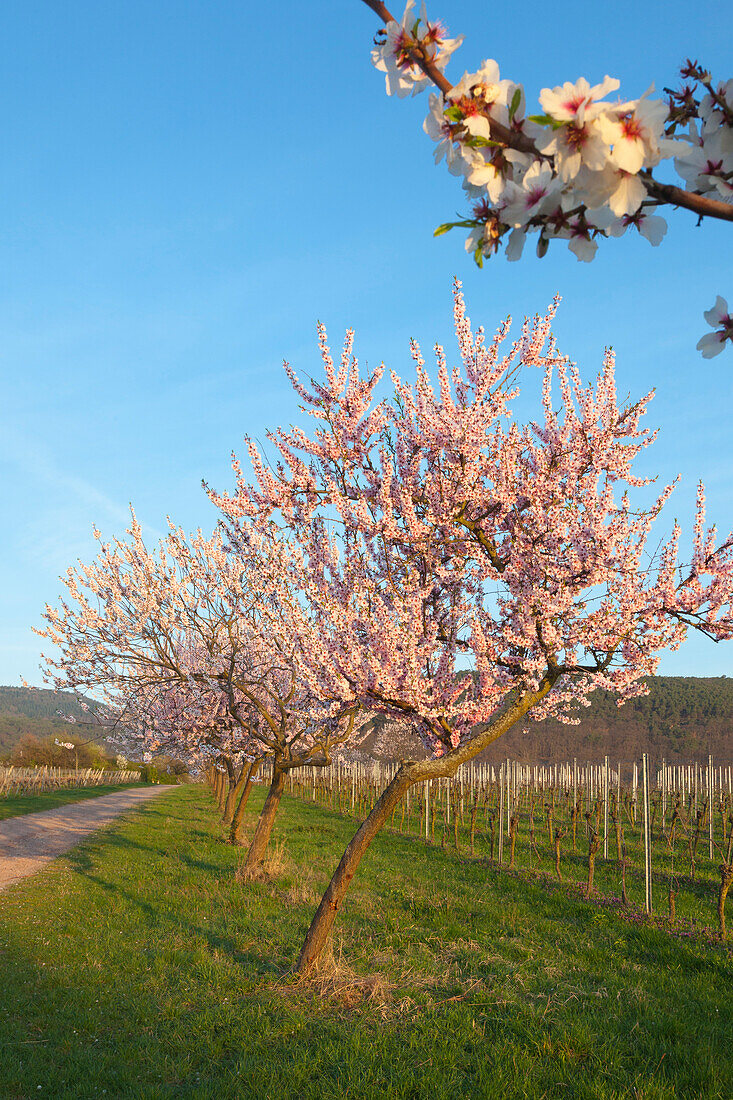 Almond blossom, Mandelbluetenweg, Deutsche Weinstrasse (German Wine Road), Pfalz, Rhineland-Palatinate, Germany