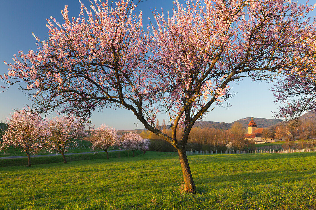 Almond blossom at Geilweilerhof, near Siebeldingen, Mandelbluetenweg, Deutsche Weinstrasse (German Wine Road), Pfalz, Rhineland-Palatinate, Germany