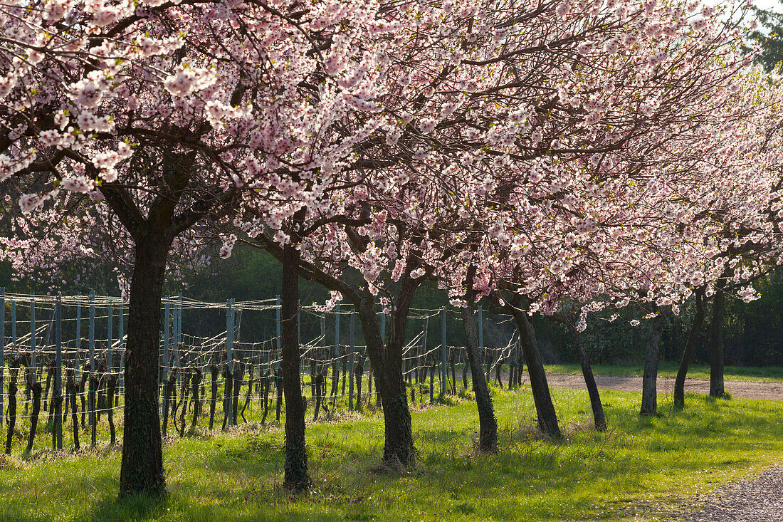 Almond blossom, Mandelbluetenweg, Deutsche Weinstrasse (German Wine Road), Pfalz, Rhineland-Palatinate, Germany