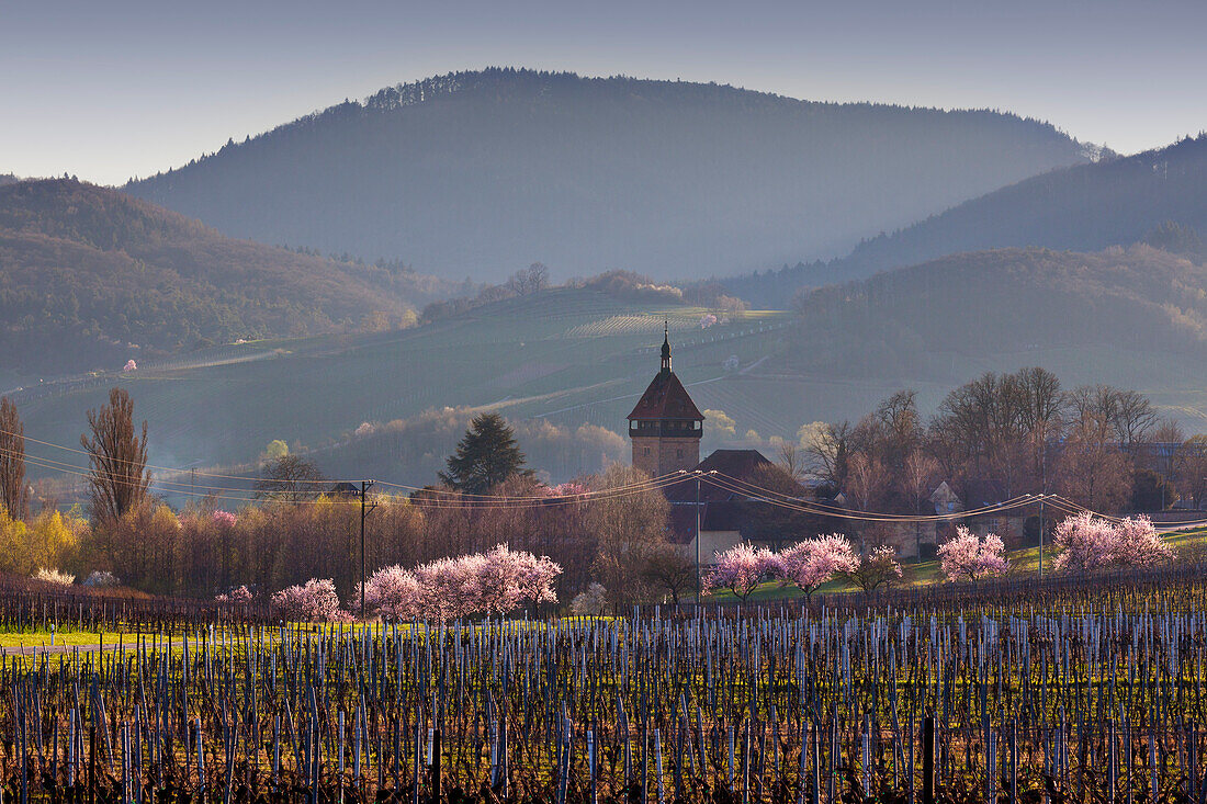 Almond blossom at Geilweilerhof, near Siebeldingen, Mandelbluetenweg, Deutsche Weinstrasse (German Wine Road), Pfalz, Rhineland-Palatinate, Germany