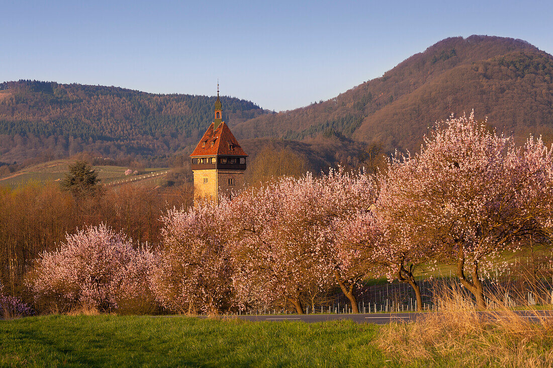 Blühende Mandelbäume am Geilweilerhof bei Siebeldingen, Mandelblütenweg, Deutsche Weinstrasse, Pfalz, Rheinland-Pfalz, Deutschland