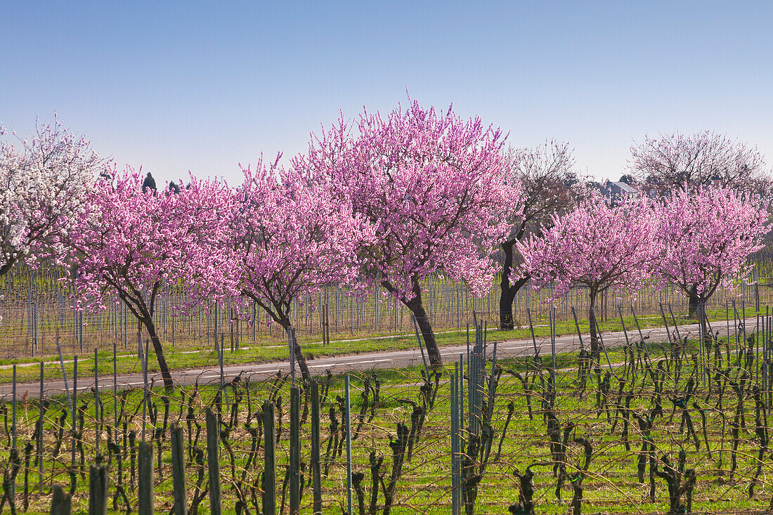 Almond blossom, Mandelbluetenweg, Deutsche Weinstrasse (German Wine Road), Pfalz, Rhineland-Palatinate, Germany