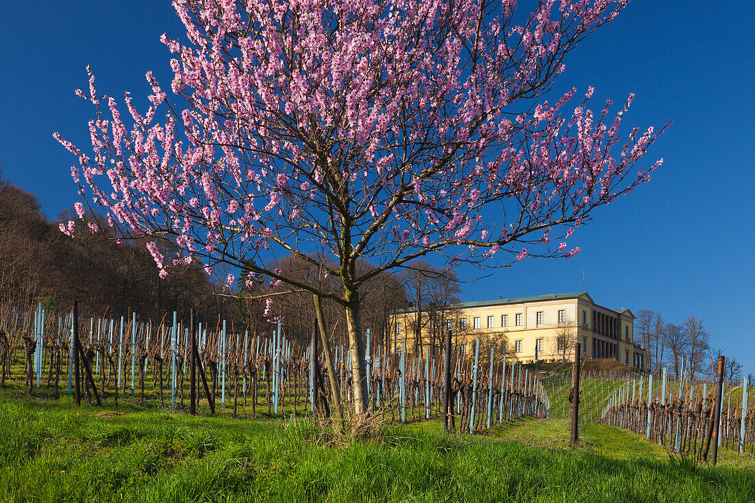 Almond blossom at Villa Ludwigshoehe, Mandelbluetenweg, Deutsche Weinstrasse (German Wine Road), Pfalz, Rhineland-Palatinate, Germany