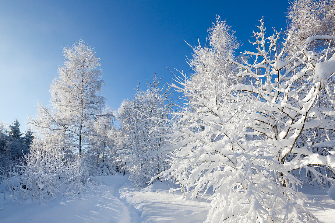 Winter landscape near Olsberg, Rothaarsteig hiking trail, Rothaargebirge, Sauerland region, North Rhine-Westphalia, Germany