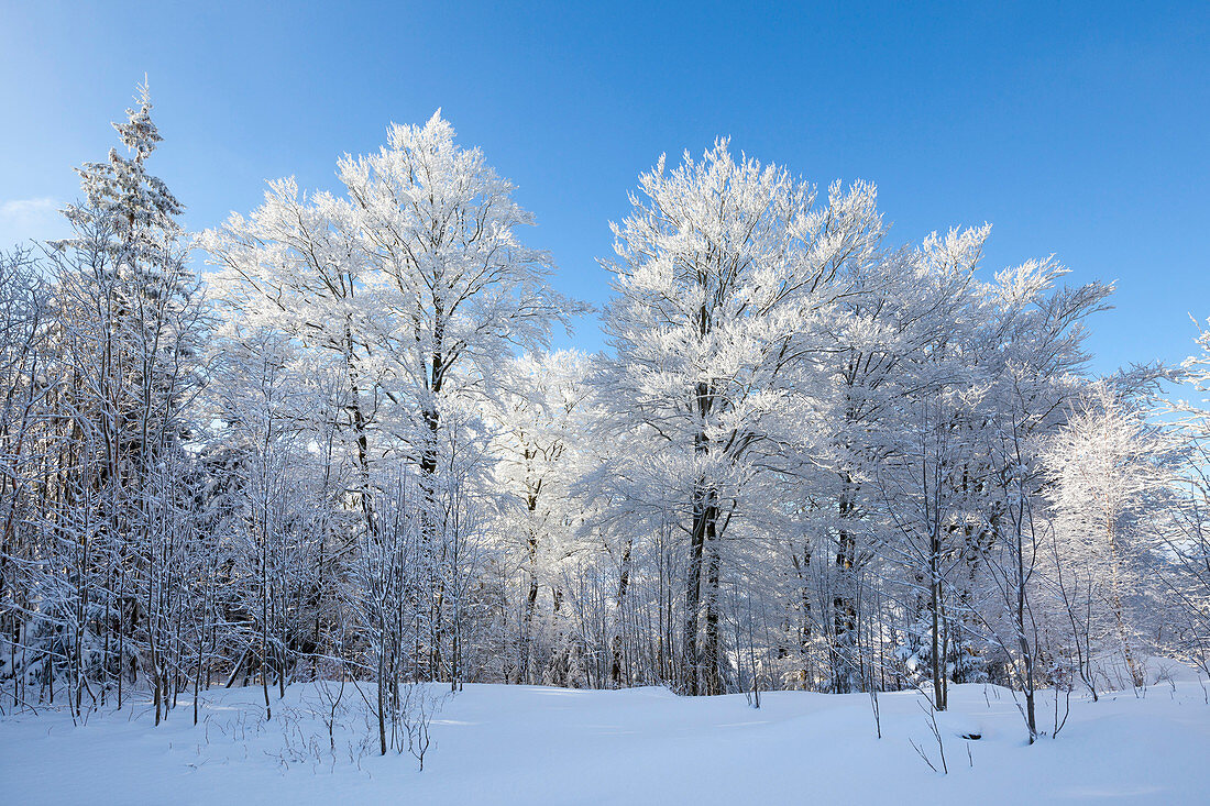 Winterlandschaft bei Olsberg, Rothaarsteig, Rothaargebirge, Sauerland, Nordrhein-Westfalen, Deutschland