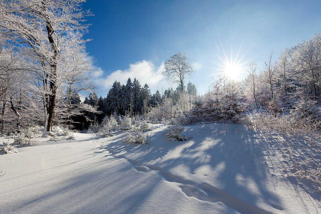 Winterlandschaft bei Olsberg, Rothaarsteig, Rothaargebirge, Sauerland, Nordrhein-Westfalen, Deutschland