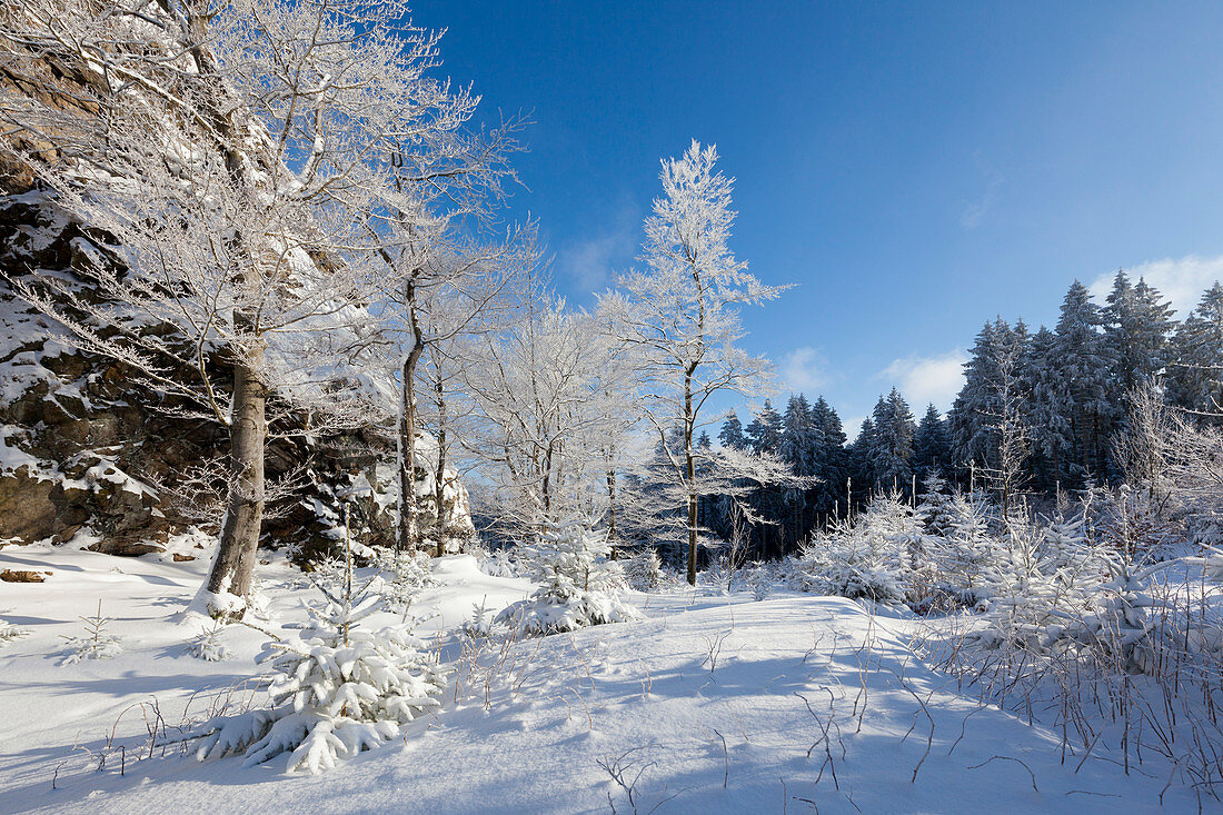 Winter landscape near Olsberg, Rothaarsteig hiking trail, Rothaargebirge, Sauerland region, North Rhine-Westphalia, Germany