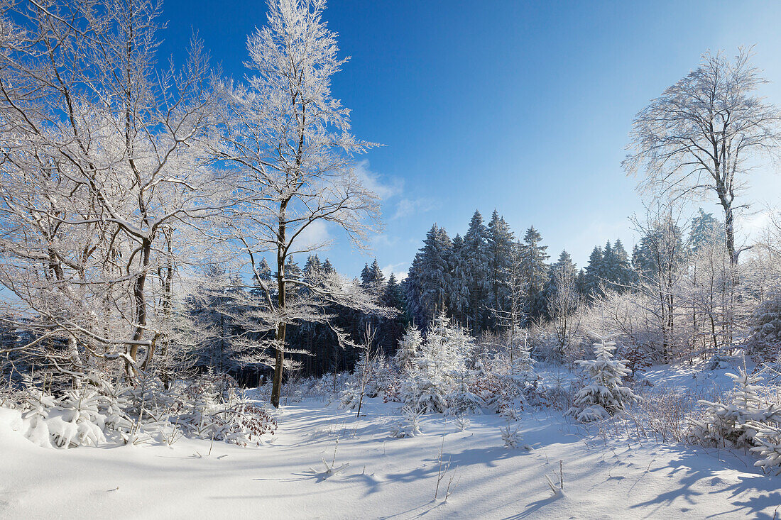 Winterlandschaft bei Olsberg, Rothaarsteig, Rothaargebirge, Sauerland, Nordrhein-Westfalen, Deutschland