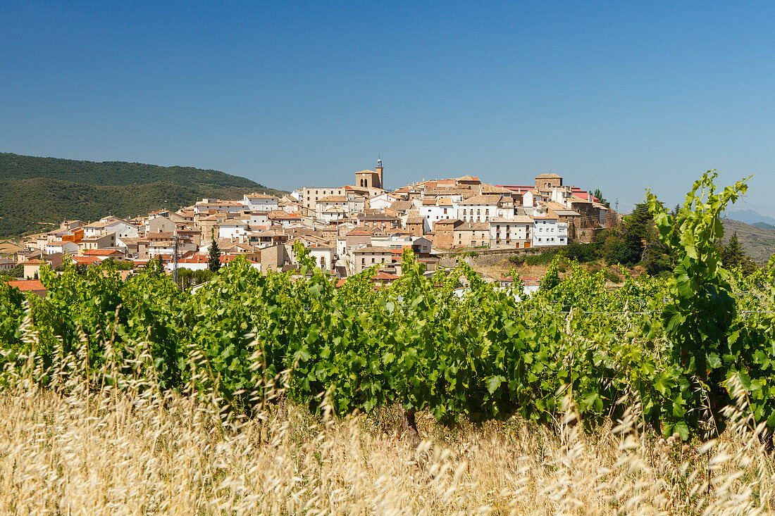 Cirauqui, Weinreben, Camino Frances, Jakobsweg, Camino de Santiago, Pilgerweg, UNESCO Welterbe, europäischer Kulturweg, Provinz Navarra, Nordspanien, Spanien, Europa