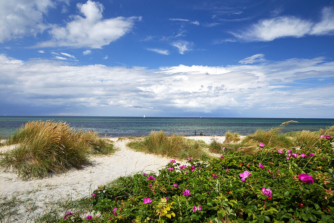 Ostseeküste bei Kühlungsborn, Mecklenburg Vorpommern, Deutschland