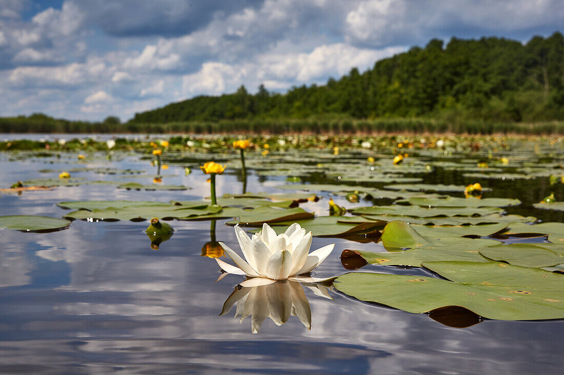 Seerosenblüte auf dem Bugker See, Groß Schauener Seenkette, Brandenburg, Deutschland