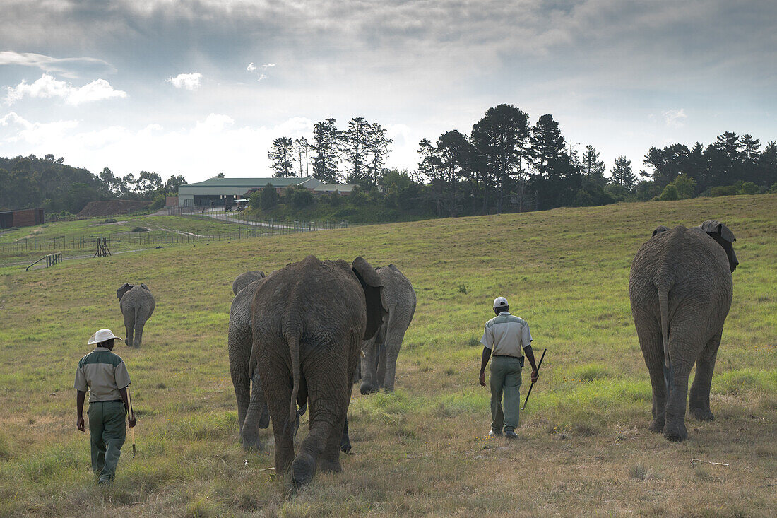 Elefanten werden von den Wächtern im Abendlicht nach Hause geführt, im Kynsna Elefantenpark, Knysna, Südafrika, Afrika