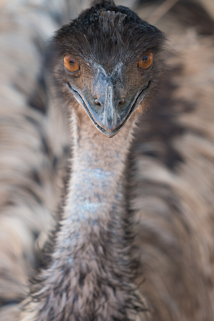 Close-up von Gesicht und Hals von emu, Strauß Safari Park, Oudsthoorn, Südafrika, Afrika