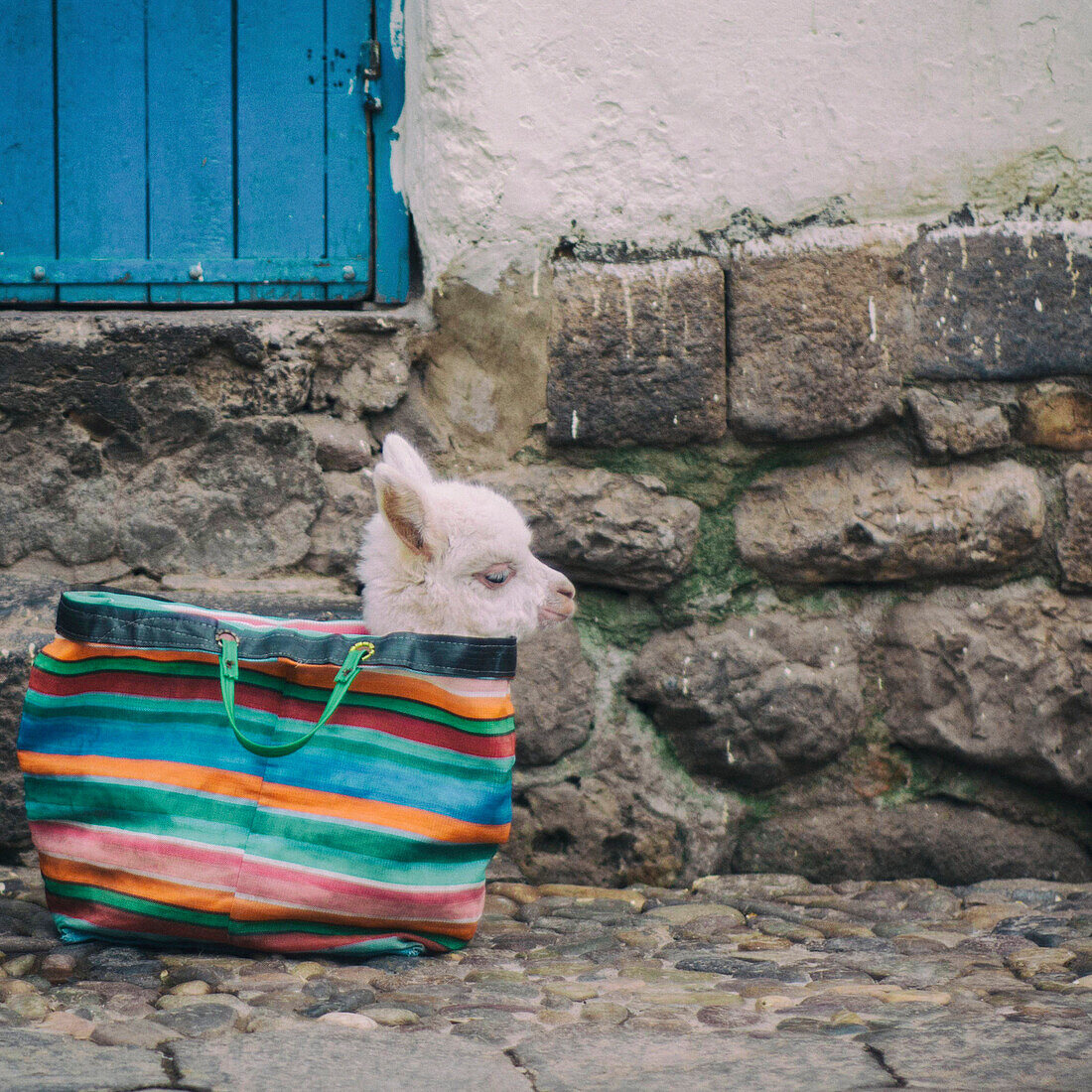 Baby Lama in einer Handtasche