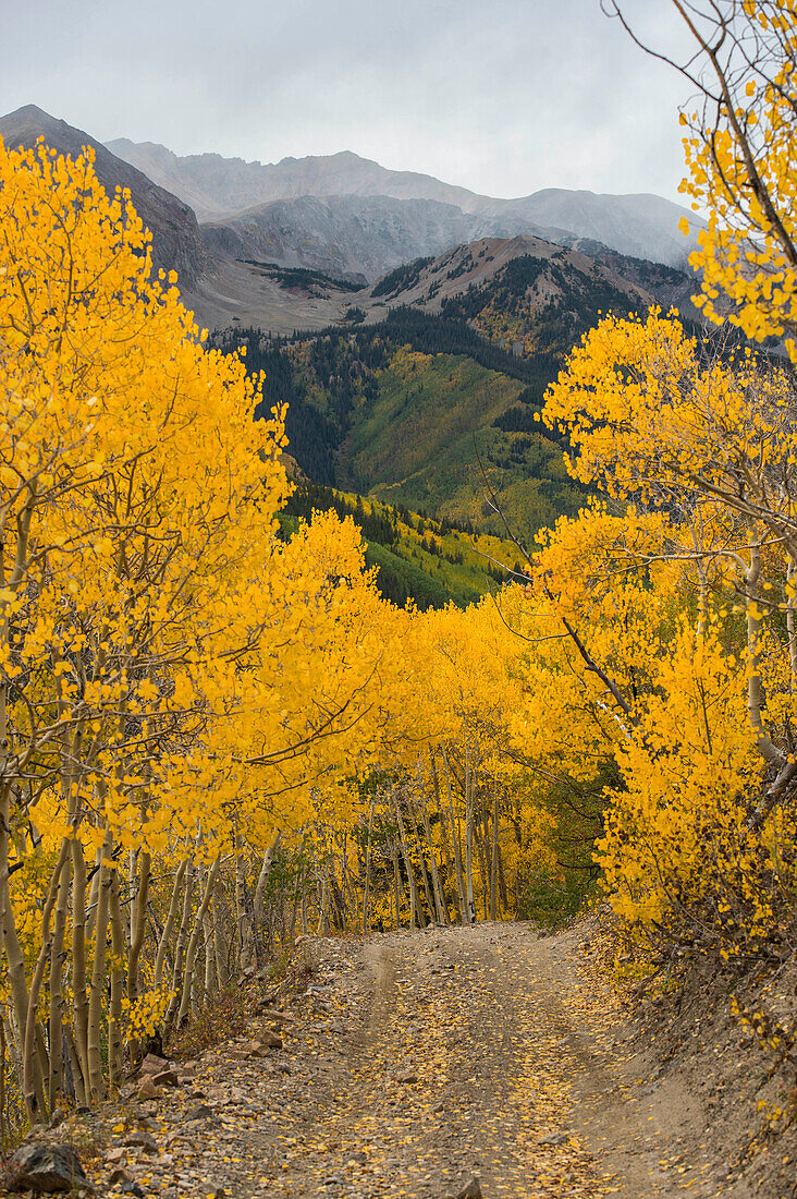 Backcountry mountain road lined with Aspen trees during the fall near Aspen Colorado