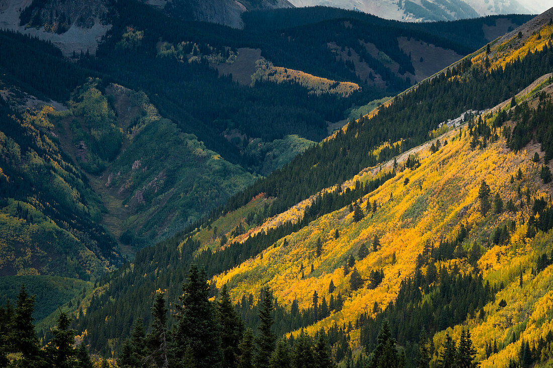Fall colors in Aspen Colorado backcountry before a thunderstorm