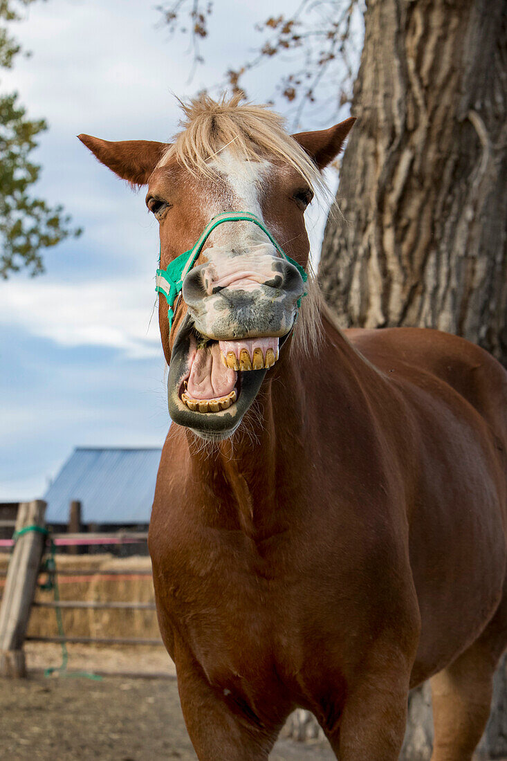 Pferd macht lustiges Gesicht beim Gähnen