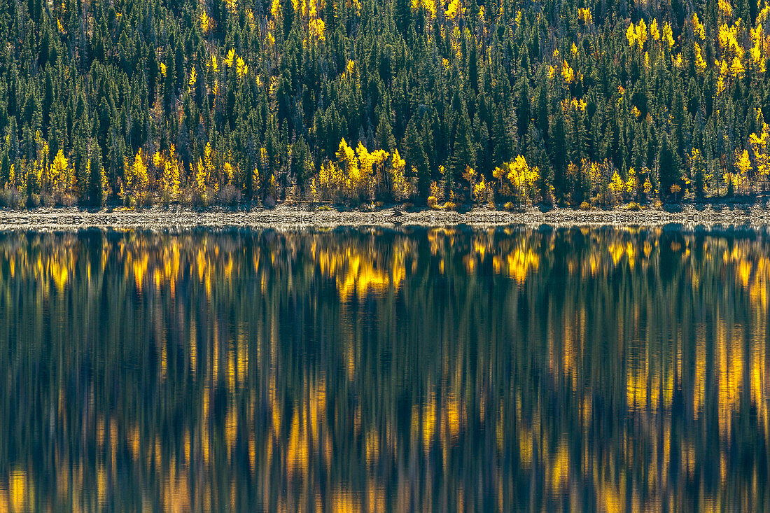 Wald reflektiert im See im Herbst