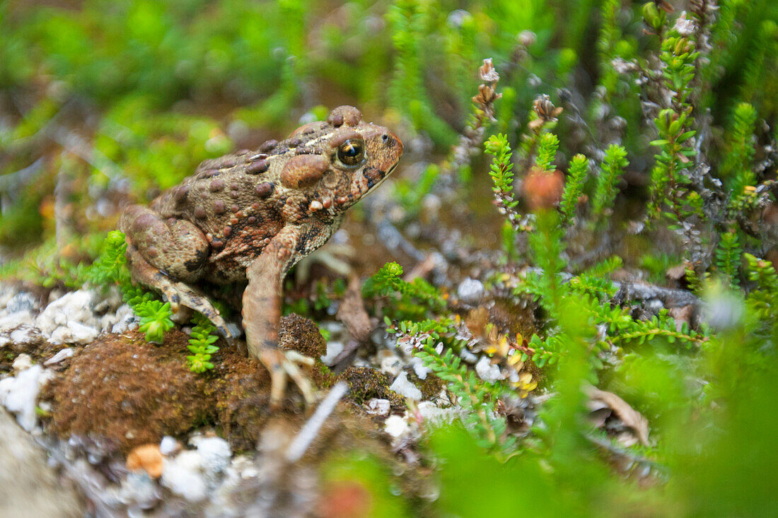A juvenile Western Toad rest amongst some Heather in an alpine meadow near Chilliwack, British Columbia, Canada.