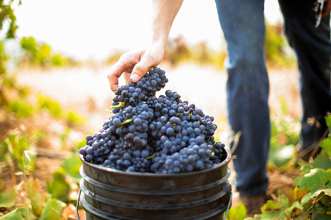 Harvest at vineyard in Santa Cruz Mountains