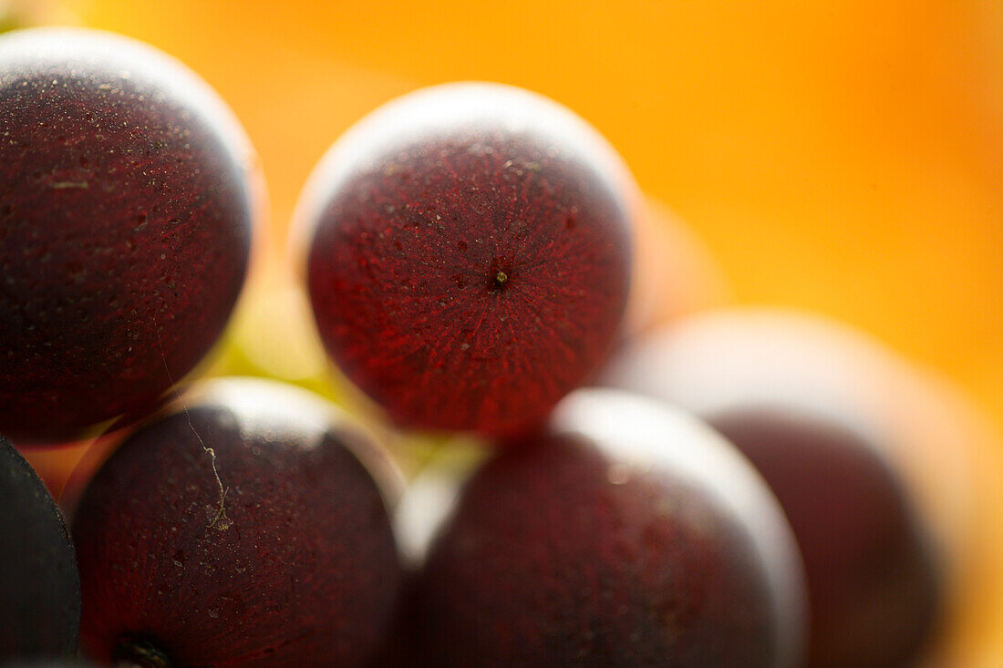 Detail ofÂ Nebbiolo WineÂ grapes inÂ CastiglioneÂ Falletto