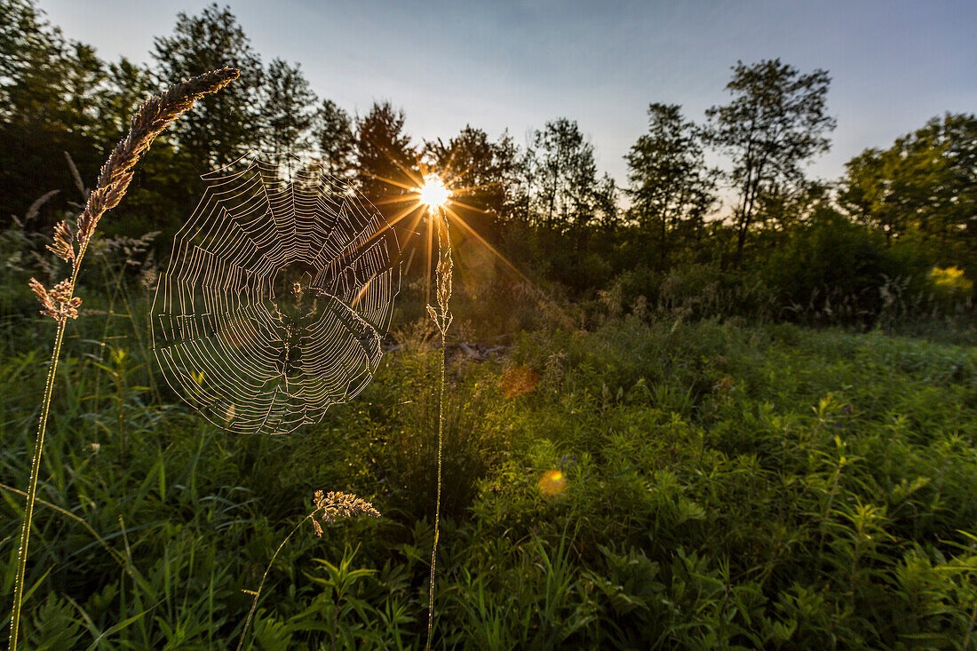 A Spider Web In A Field, Meredith, New Hampshire, Usa
