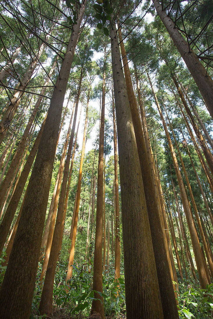 Lush forest near Faial De Terra, Sao Miguel, Azores, Portugal