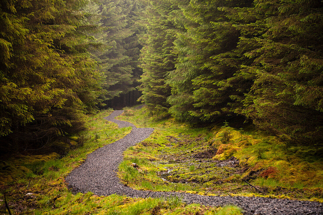 Der John Muir Way führt durch einen Wald in Schottland