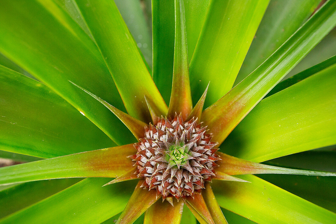 Close up of baby pineapple