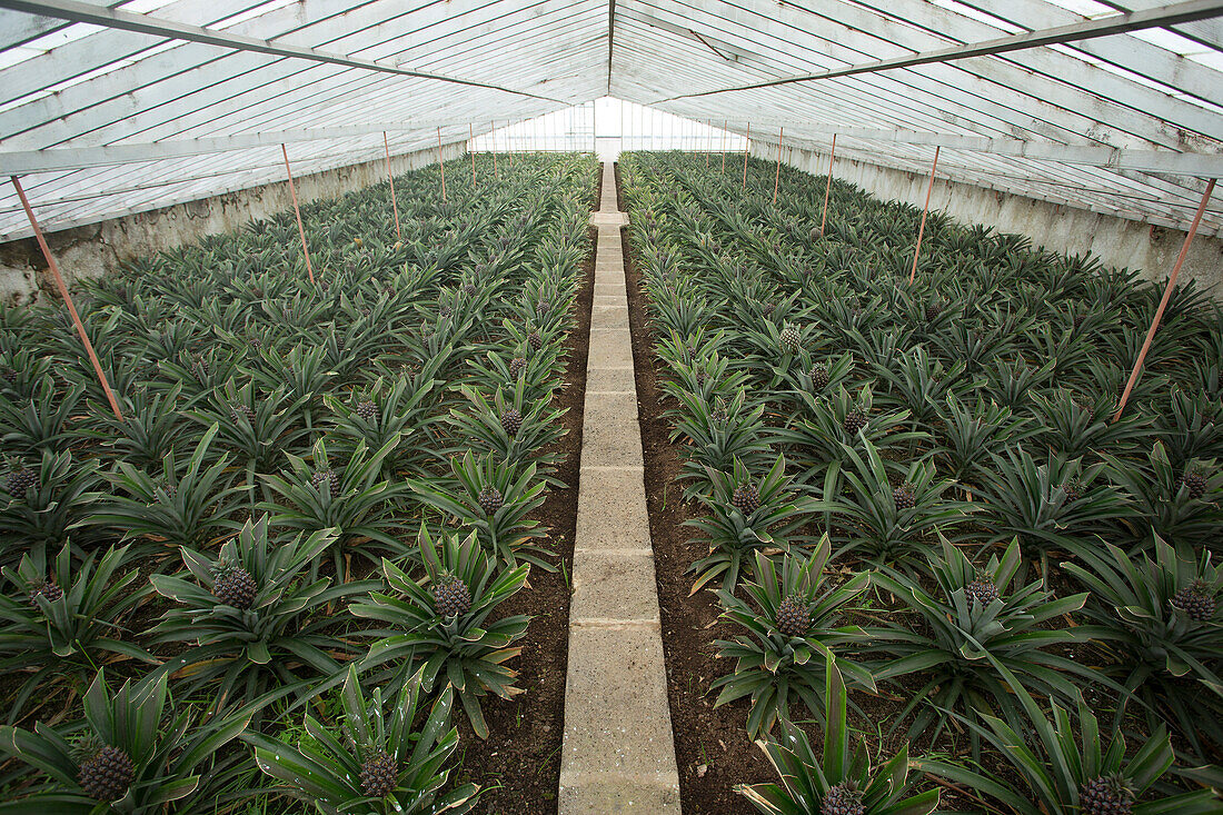 Gewächshaus in Arruda Ananas-Plantage