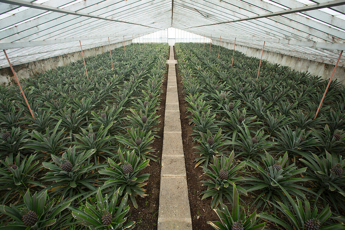 Greenhouse in Arruda Pineapple Plantation