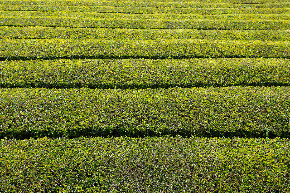Reihen von wachsenden Tee in Azoren Teeplantage