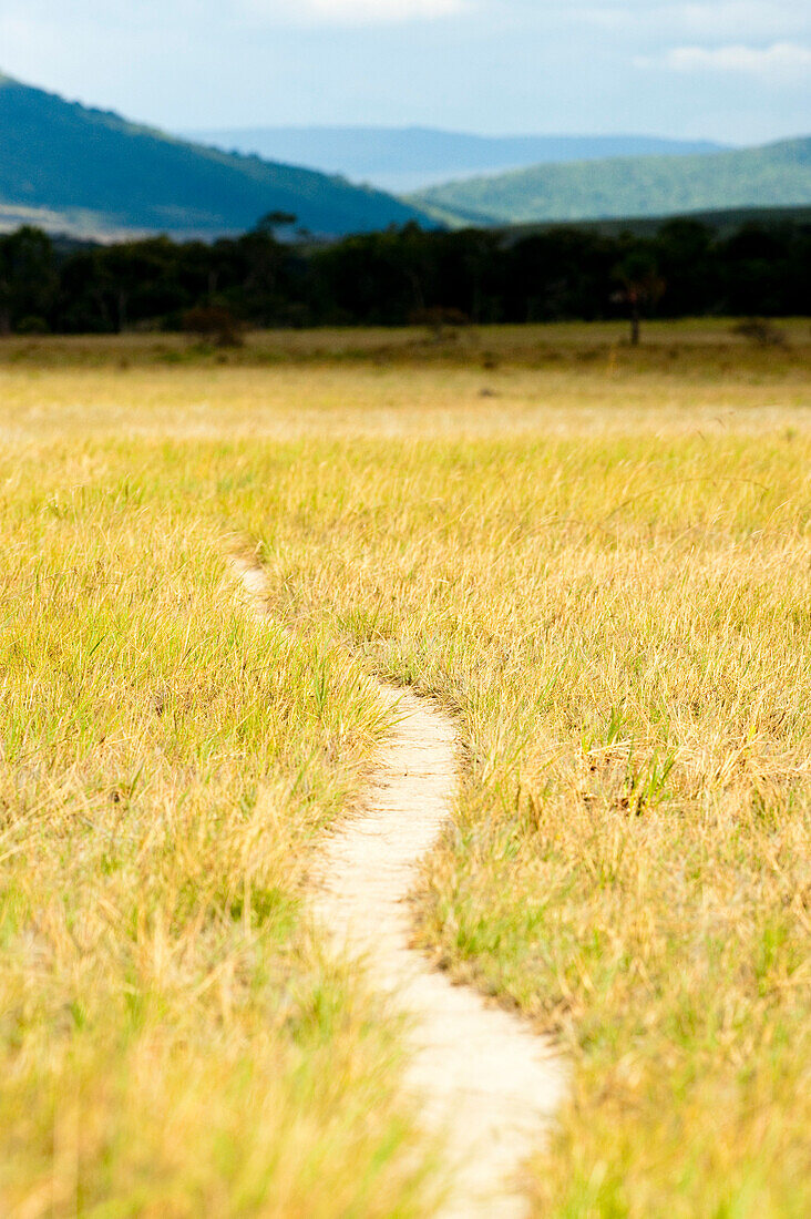 View Of Small Path Surrounded By Grass, Bolivar State, Venezuela