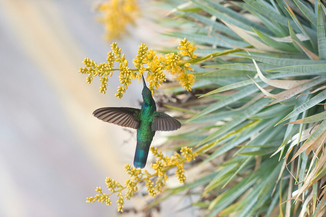 Nahaufnahme eines Kolibris Fütterung auf Blume, Bolivar Staat, Venezuela