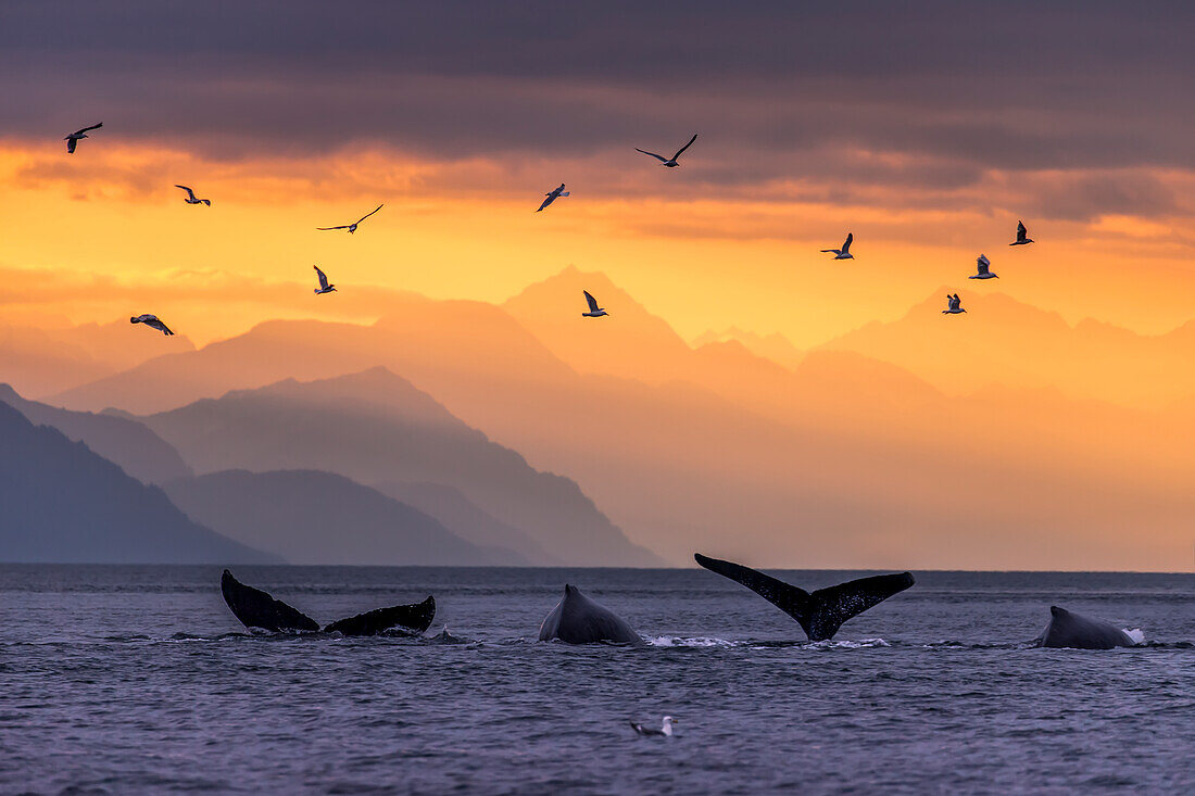 Humpback whale pod at sunset with Chilkat Mountains in the background, Lynn Canal, Inside Passage, Southeast Alaska, USA