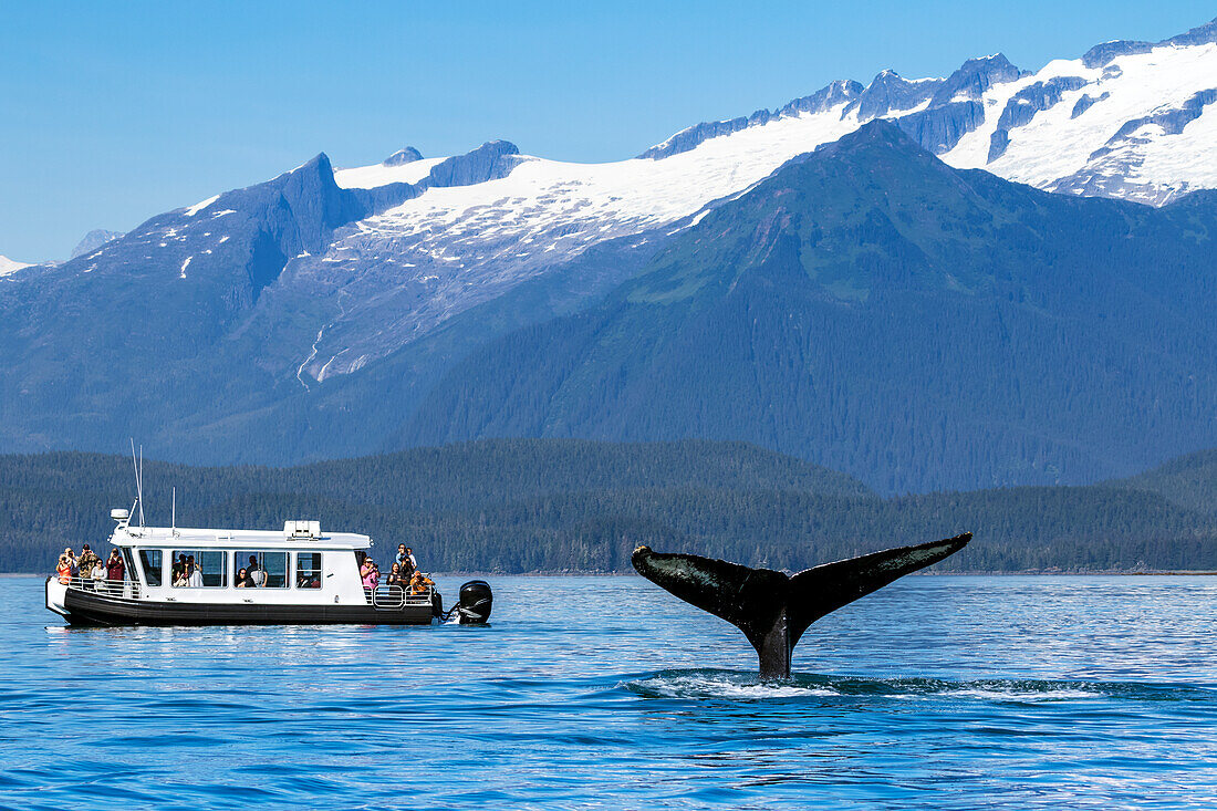 Tourists on a tour boat watch a Humpback whale dive, Favorite Passage, Southeast Alaska, USA