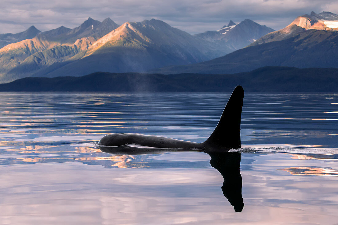 'An Orca Whale (Killer Whale) (Orcinus orca) surfaces near Juneau in Lynn Canal, Inside Passage; Alaska, United States of America'