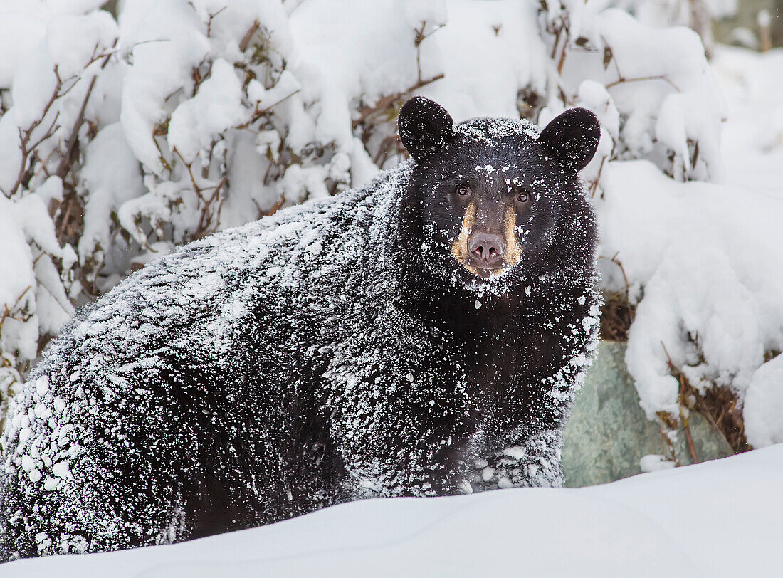 Black bear covered in snow and standing in deep snow, Eagle River, Southcentral Alaska, USA