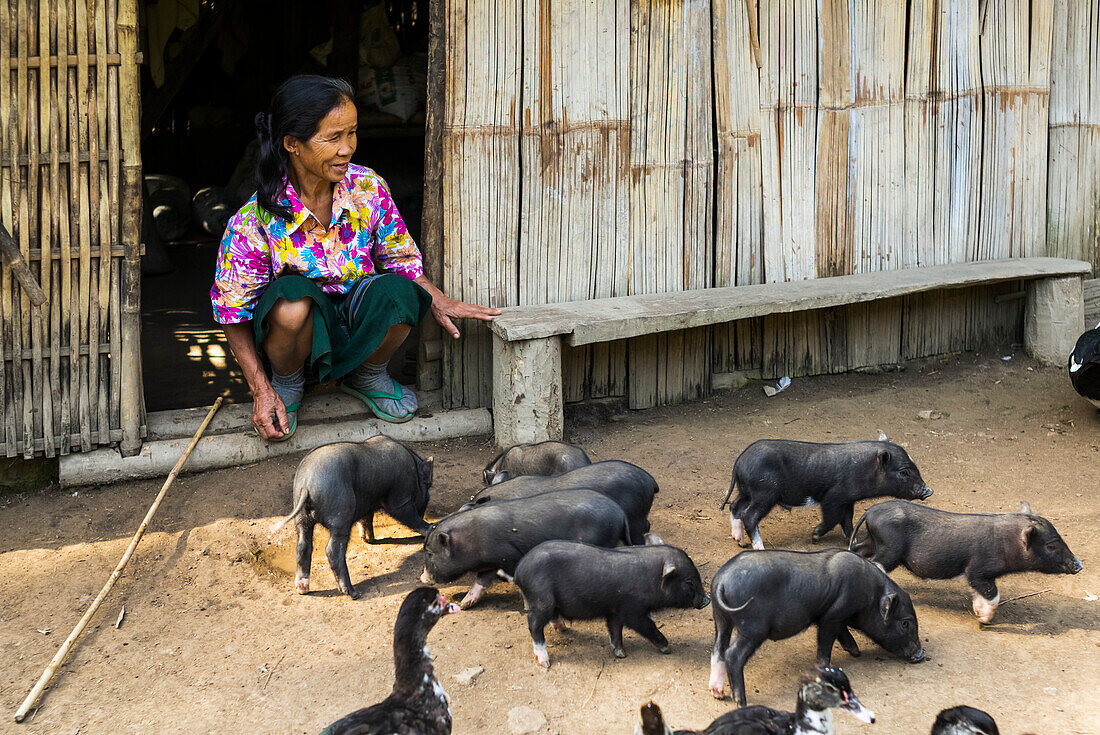 'Eine Frau sitzt auf dem Schritt ihres Hauses, das eine Ferkelfeder füttert; Luang Prabang Provinz, Laos'
