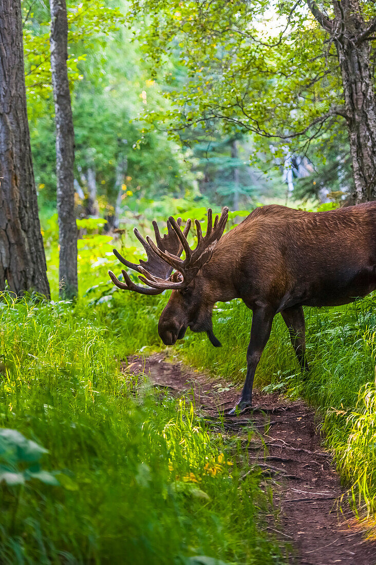 A bull moose in velvet in Kincaid Park during summer, Anchorage, Southcentral Alaska, USA