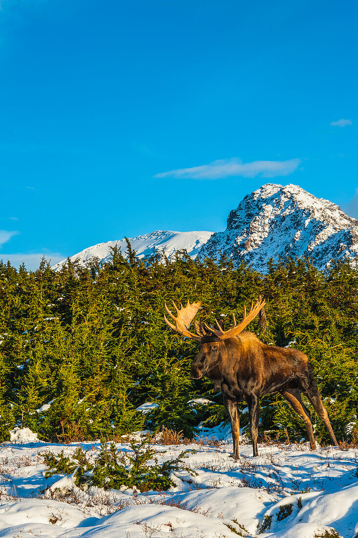 A bull moose in rut standing near Powerline Pass in Chugach State Park, Southcentral Alaska, USA