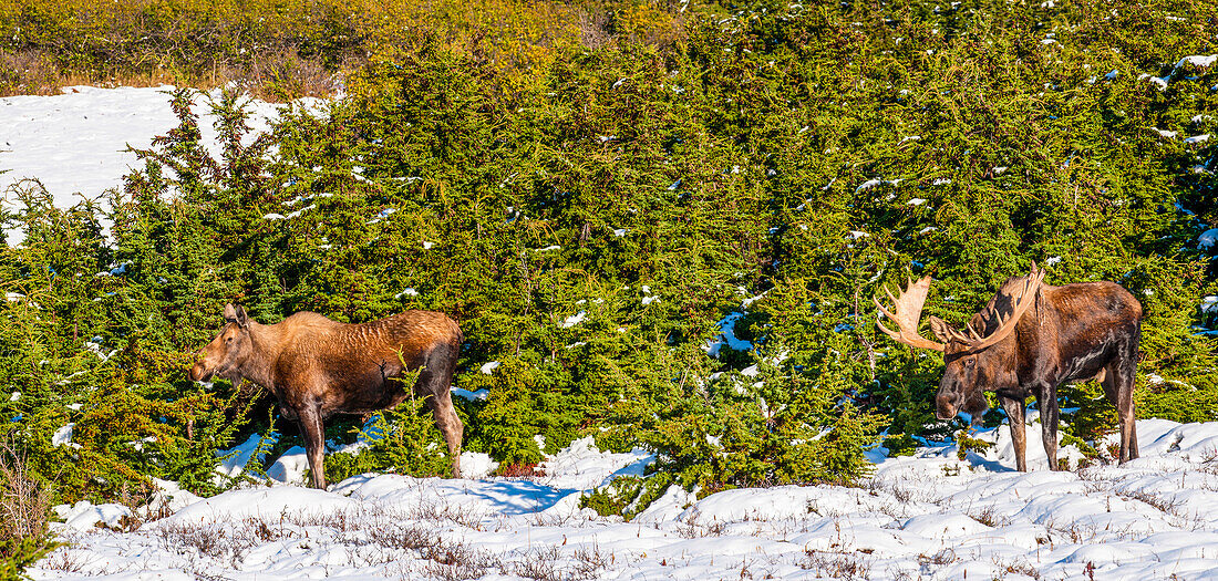 A bull moose in rut follows a cow moose on snow covered ground near Powerline Pass in Chugach State Park, Southcentral Alaska, USA
