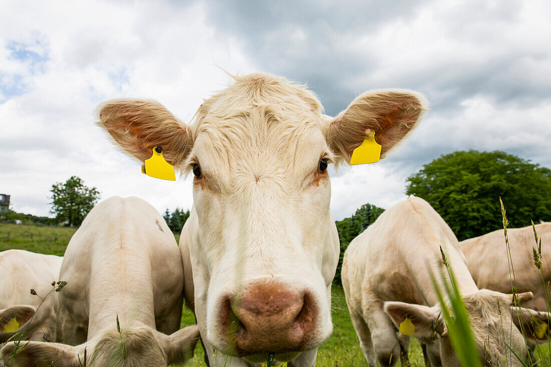 'A small herd of white cows in a hilly grass field look quizzically toward the camera; North Rhein, Westphalia, Germany'