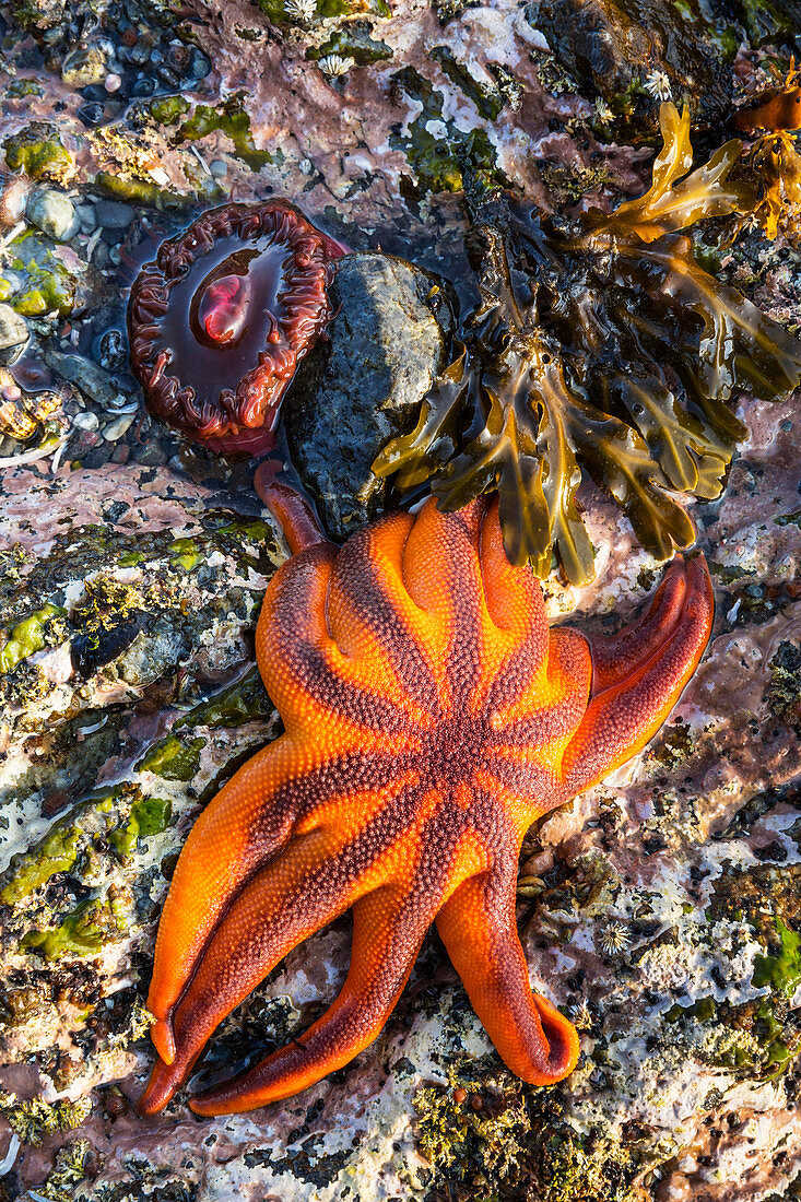 Detail view of sea stars and anemones in a tidal pool, Hesketh Island, Homer, Southcentral Alaska, USA