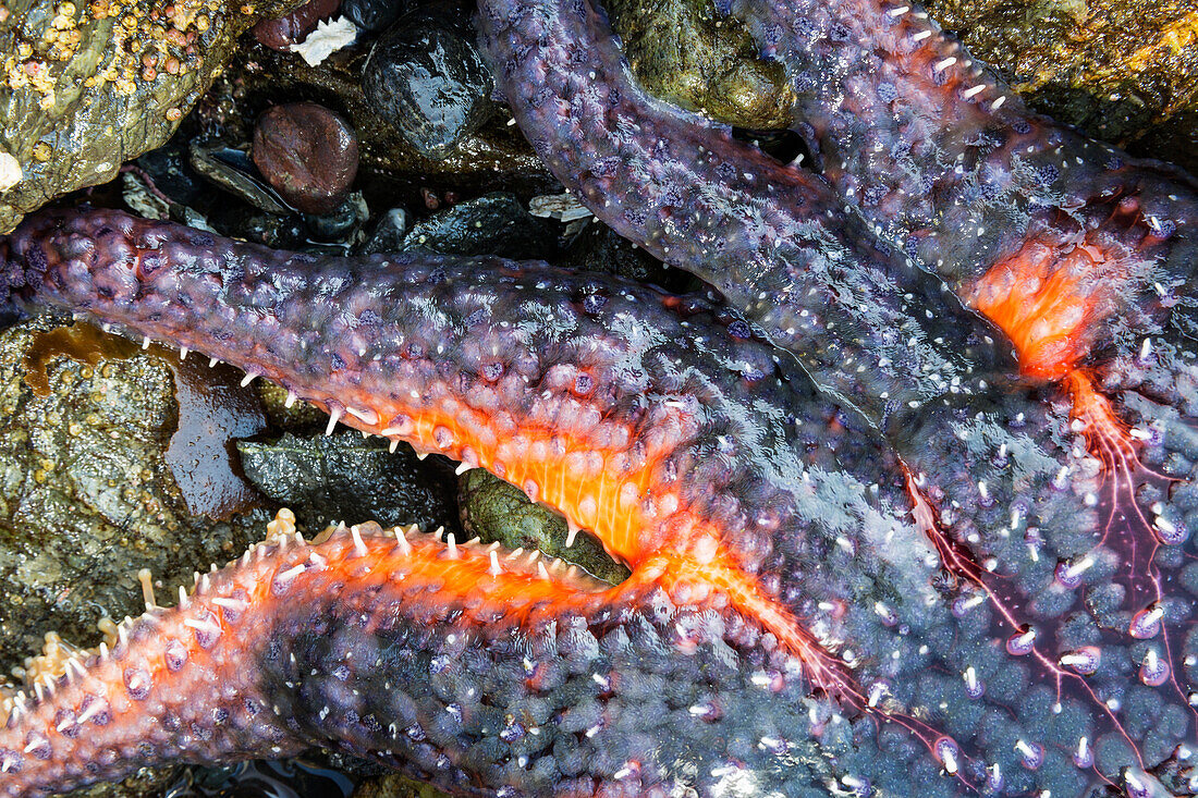 Detail of a sea star in a tidal pool, Hesketh Island, Homer, Southcentral Alaska, USA